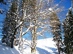 06 Faggio innevato